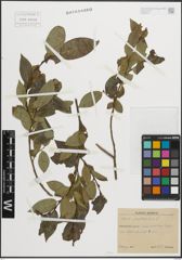 Foto von Salix pentandra L.